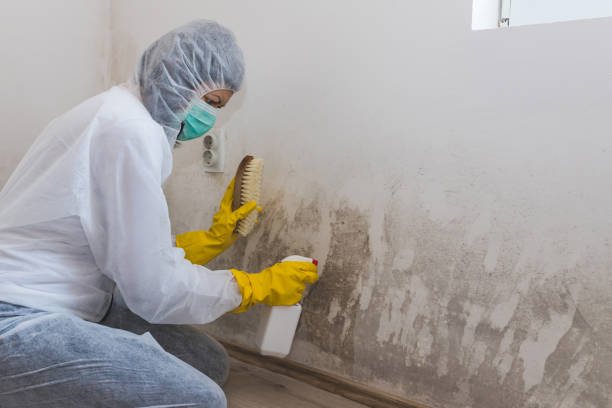 Best Industrial Mold Remediation  in Belle, MO