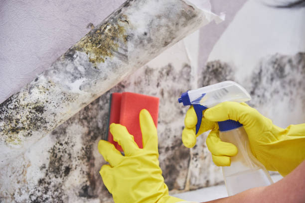 Best Comprehensive Air Testing for Mold Contaminants  in Belle, MO